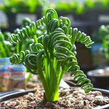 Albuca Spiralis Frizzle Sizzle Bulb – 1" Corkscrew Succulent, Starter Plant