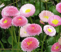 Pink English Daisy Seeds (Bellis perennis) - 200+ Seeds for Borders & Containers