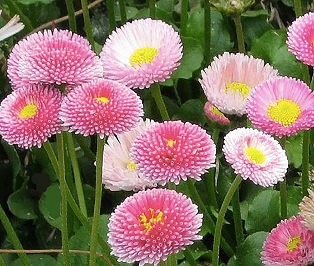 Pink English Daisy Seeds (Bellis perennis) - 200+ Seeds for Borders & Containers