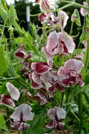 Renardii Geranium Seeds - 25+ Seeds, Pale Violet Flowers, Drought-Tolerant Perennial