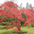 Acer Mono (Japanese Maple) Seeds – 10-Pack for Bonsai & Landscaping