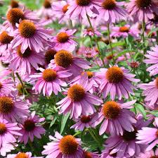 Purple Coneflower Seeds (Echinacea purpurea) - Non-GMO, Drought-Tolerant, Long-Blooming