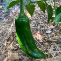 NuMex Joe E. Parker Pepper Seeds – Capsicum annuum, Mild Hatch-Style Heirloom (Non-GMO) 5,000–6,000 SHU