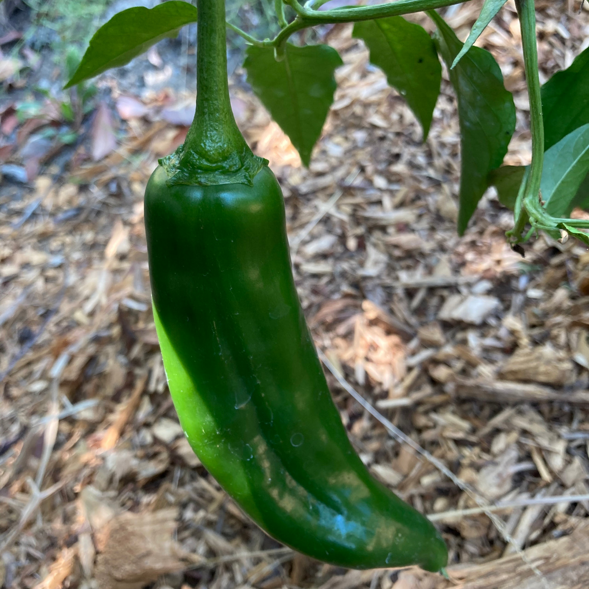 NuMex Joe E. Parker Pepper Seeds – Capsicum annuum, Mild Hatch-Style Heirloom (Non-GMO) 5,000–6,000 SHU