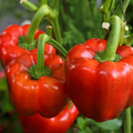 Sweet Yolo Wonder L Pepper Seeds - Capsicum annuum, Heirloom, Non-GMO
