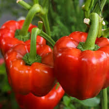 Sweet Yolo Wonder L Pepper Seeds - Capsicum annuum, Heirloom, Non-GMO