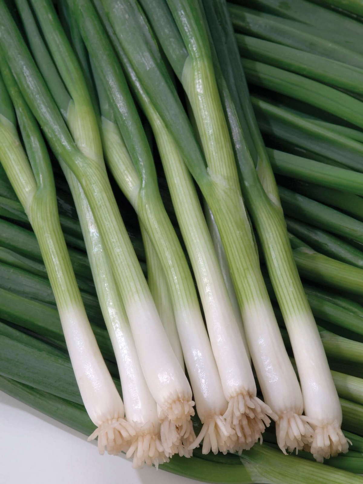 White Lisbon Onion Seeds - Allium cepa, Mild & Crisp Bunching Onion, 250 Seeds