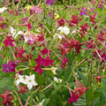 500 Seeds Tobacco Sensation Mix (Nicotiana alata) Jasmine Fragrant Flowers - Non-GMO