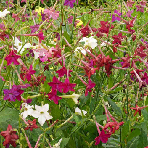 500 Seeds Tobacco Sensation Mix (Nicotiana alata) Jasmine Fragrant Flowers - Non-GMO