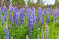 Large Leaf Lupine Seeds (Lupinus polyphyllus) – 500mg (~20 Seeds) – Perennial, Pollinator Friendly