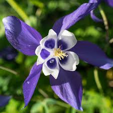 500 Seeds Columbine Blue (Aquilegia caerulea) - Native Perennial, Fall Planting, Non-GMO