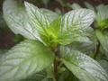 Peppermint Herb Seeds Mentha × piperita – 30 mg Seed Pack for Planting