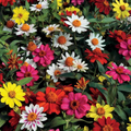 Zahara Single Mix Zinnia Seeds - 100+ Seeds, Bright Single Blooms, Heat & Drought Tolerant Annual