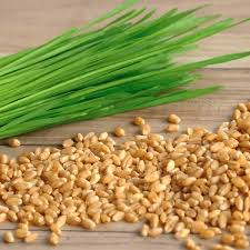 Cat Grass Seeds - Heirloom, Non-GMO, Safe for Cats, Fast-Growing