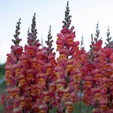 Antirrhinum majus Monaco Orange Snapdragon Seeds - 1000+ Seeds for Garden & Cut Flowers