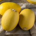 1000 mg Spaghetti Winter Squash Seeds - Cucurbita pepo Heirloom for Planting