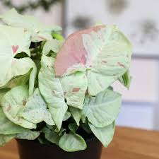 Syngonium podophyllum 'Milk Confetti' - Live Arrowhead Plant in 4" Pot