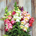 Snapdragon Seeds Johnny’s Potomac Summer Berry Blend - Antirrhinum majus, 1000+ Seeds