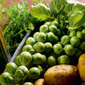 Nelson F1 Brussels Sprouts Seeds - 500+ High-Yield Hybrid