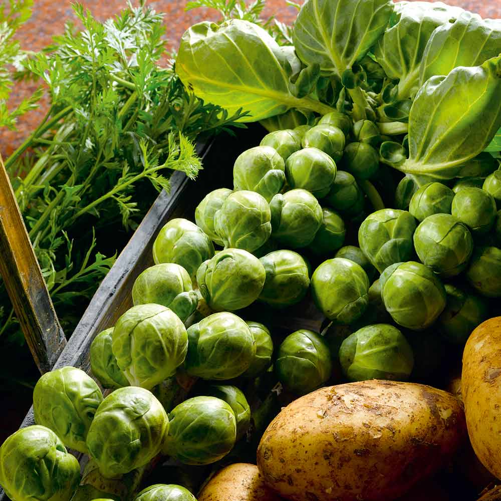 Nelson F1 Brussels Sprouts Seeds - 500+ High-Yield Hybrid