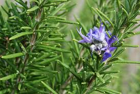 Rosemary Seeds – 100mg for Planting | Salvia rosmarinus, Woody Perennial Culinary Herb