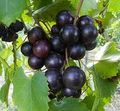 8 Fresh Muscadine Grape Vine Cuttings (Vitis rotundifolia) - Unrooted, Organic Wild-Grown