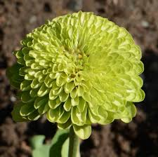 Zinnia Envy Elegans Lime Green Seeds - 200 Seeds, Non-GMO, Pollinator Friendly