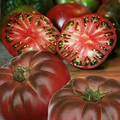 Cherokee Purple Tomato Seeds - Heirloom Beefsteak, Indeterminate, 80 Days, Non-GMO