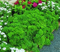 Triple Curled Parsley Seeds - Heirloom, Non-GMO, 500 Seeds, Petsoroselinum crispum, 70 Days
