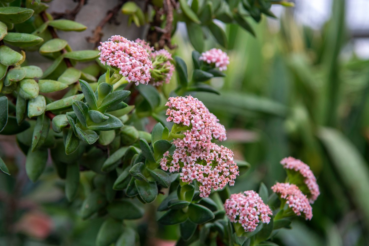Crassula ‘Springtime’ Bride’s Bouquet – 1 Bare Root Live Succulent