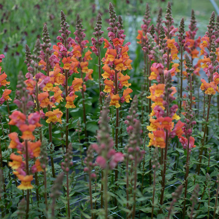 Antirrhinum majus Opus Early Bronze Snapdragon Seeds – 1000+ Warm Copper-Toned Blooms