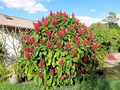 Brazilian Red Cloak Cuttings (7) – Unrooted Starter Plant, Megaskepasma erythrochlamys
