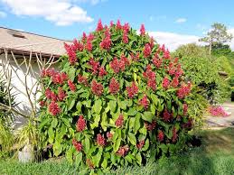 Brazilian Red Cloak Cuttings (7) – Unrooted Starter Plant, Megaskepasma erythrochlamys