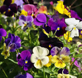 200 Seeds Pansy Mix Heirloom Viola Flowers - Non-GMO, Edible Groundcover, Pollinator-Attracting