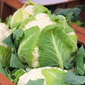 Cauliflower Snowball Y Improved Seeds - Heirloom, 500mg for Planting, Cold Hardy, High Yield