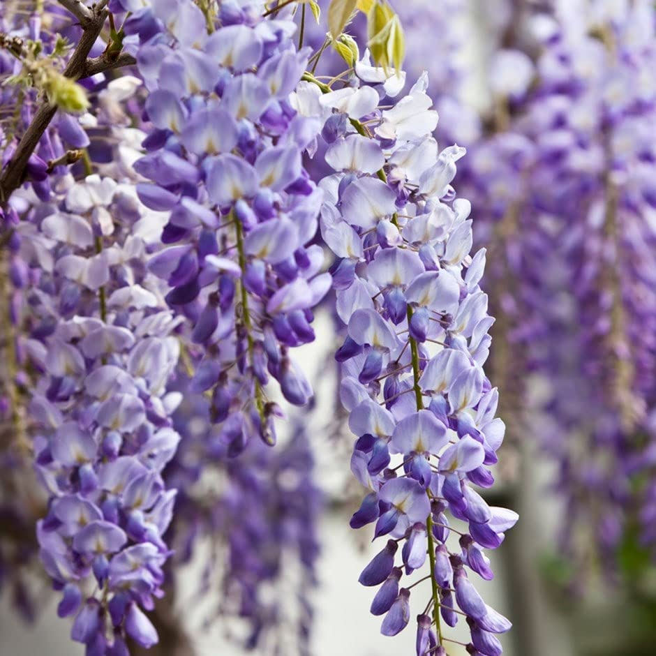 Blue Chinese Wisteria Tree (Wisteria sinensis) - Bare Root, 1-2 ft Tall