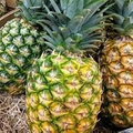 Queen Pineapple Seeds - 15+ Tropical Queen Pineapple Seeds for Container Growing