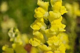 Antirrhinum majus Rocket Gold Snapdragon Seeds – 1000+ Golden-Yellow Seed Pack for Garden & Cut Flowers