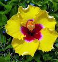 Hibiscus rosa-sinensis 'Hawaiian Yellow' Bare Root Live Starter Plant (3-5 inches) - Exotic Yellow Hibiscus