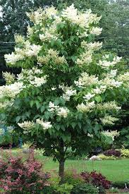 Japanese Lilac Tree Syringa reticulata - Bare Root Live Plant 12-14" Zones 3-7