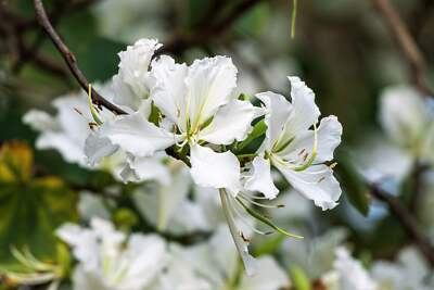 Bauhinia Alba Seeds - White Orchid Tree (10 Seeds) | Fast-Growing Tropical Ornament
