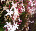 Pink Jasmine Starter Plant | Jasminum polyanthum – Fragrant Climbing Jasmine, 2" Pot