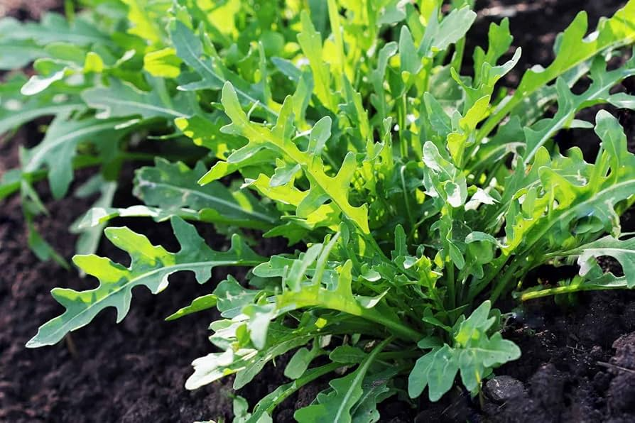 Arugula (Eruca sativa) Seeds - 700 Non-GMO Heirloom, Fast Growing for Salads & More