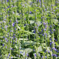Chia (Salvia hispanica) Seeds – 750 Seeds, Nutritious Superfood Herb