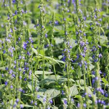 Chia (Salvia hispanica) Seeds – 750 Seeds, Nutritious Superfood Herb