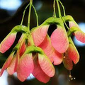 Acer tataricum Seeds – Tatarian Maple Tree (Seeds) – Compact, Cold-Hardy for Bonsai or Landscape