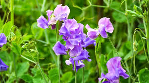 Sweet Pea Seeds - Violet Queen, Deep Violet Fragrant (50+ Seeds) for Climbing Vines