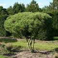 Japanese Red Pine Seeds (Pinus densiflora) – Evergreen Tree, Bonsai or Landscape (10 Seeds)