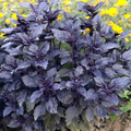 Dark Opal Basil Seeds (Ocimum basilicum) – 1000 Seeds, Purple Leaves, Aromatic Herb