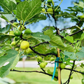 Desert King Fig Tree Unrooted Cuttings (5), 6-8" - Ficus Carica